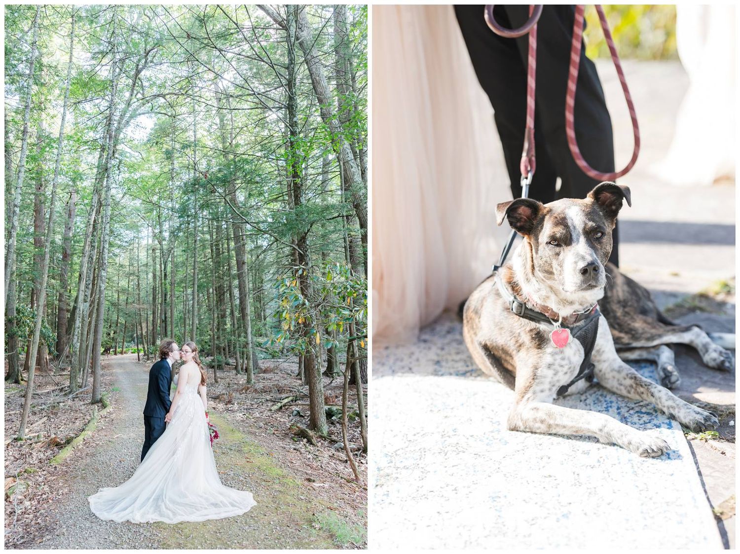 A dog in formal attire poses with someone wearing a white wedding gown in a scenic forest setting.