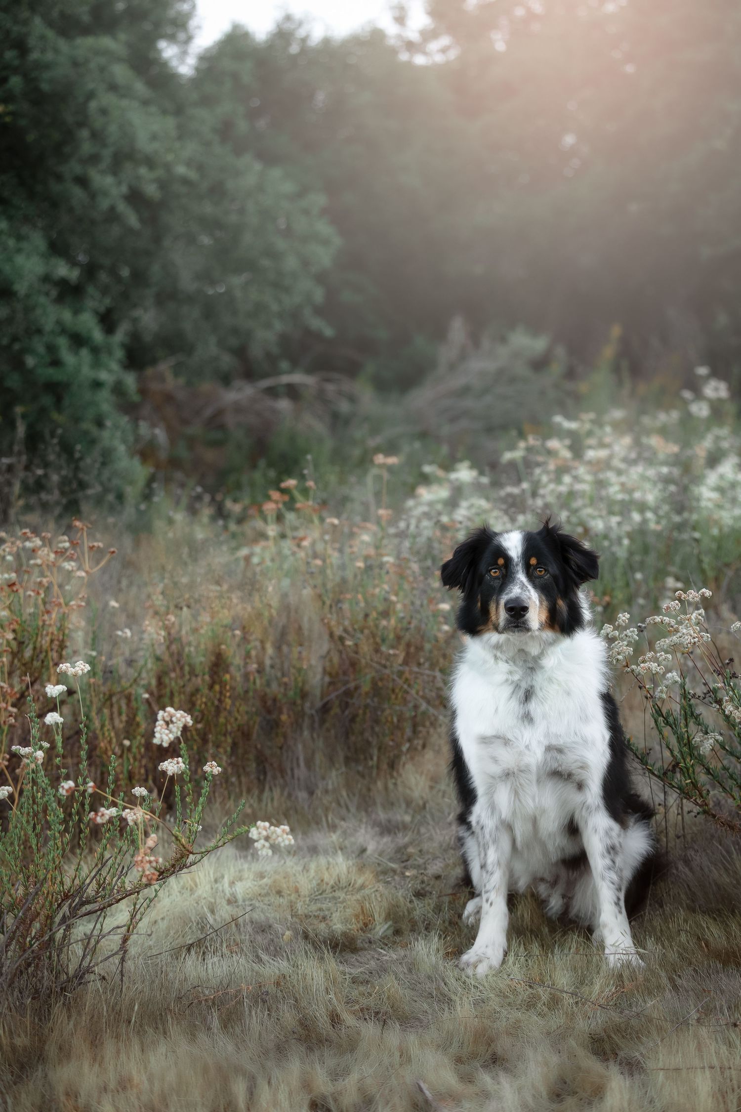 Black and white border collie stands alert in a misty meadow with wildflowers at sunset.