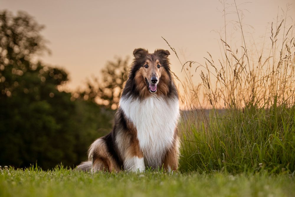 Rough Collie sitting in a field at sunset