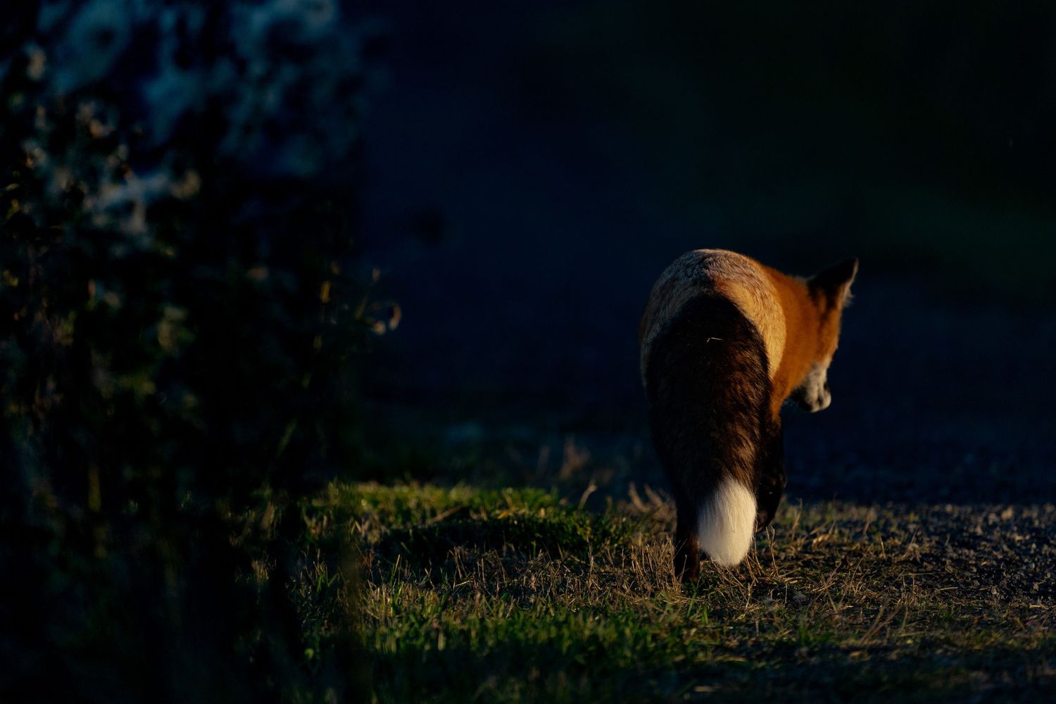 Fox in sun