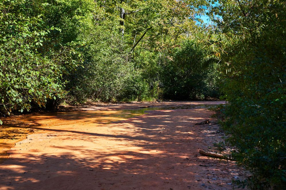 A winding dirt trail through lush green forest with dappled sunlight illuminating the reddish-brown path.