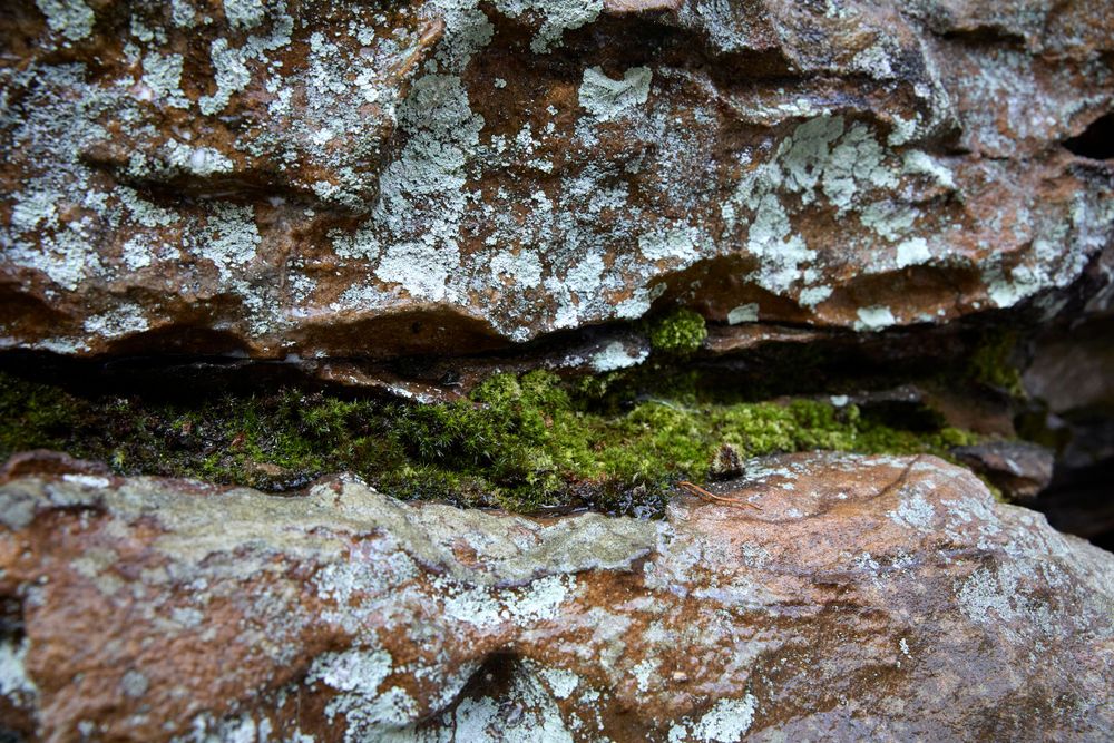 Close-up view of moss growing between reddish rock formations in a natural crevice.