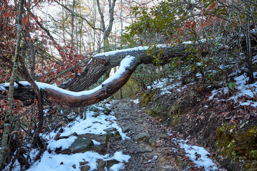 A snow-covered hiking trail winds through winter woods with a curved tree branch arching over the path.