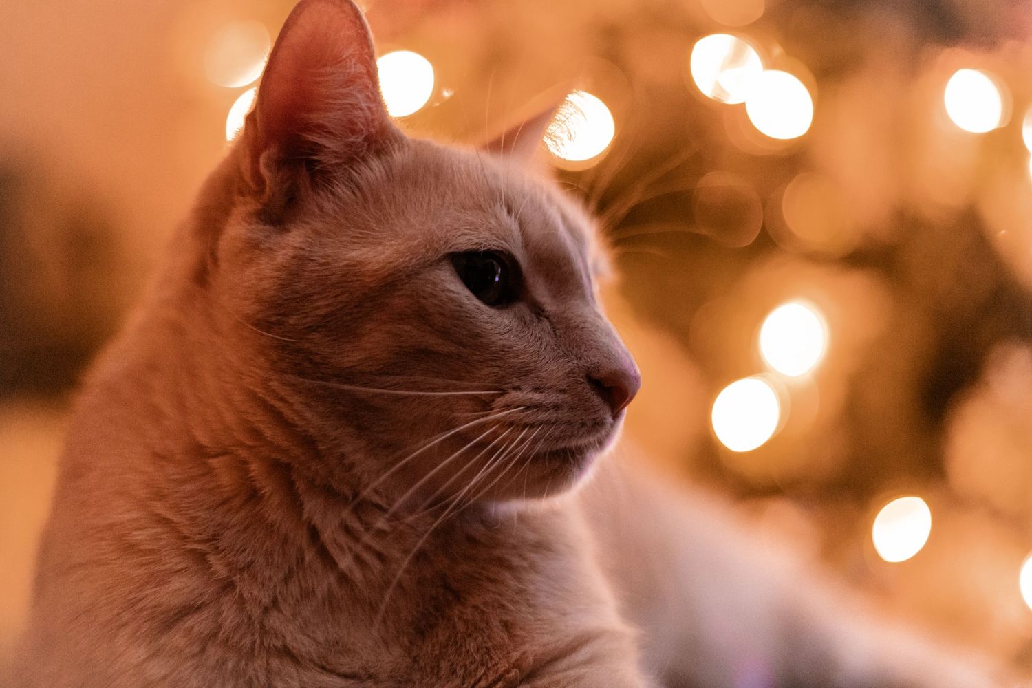 pet photography/ pet portrait of cat of his side profile in front of Christmas tree.
