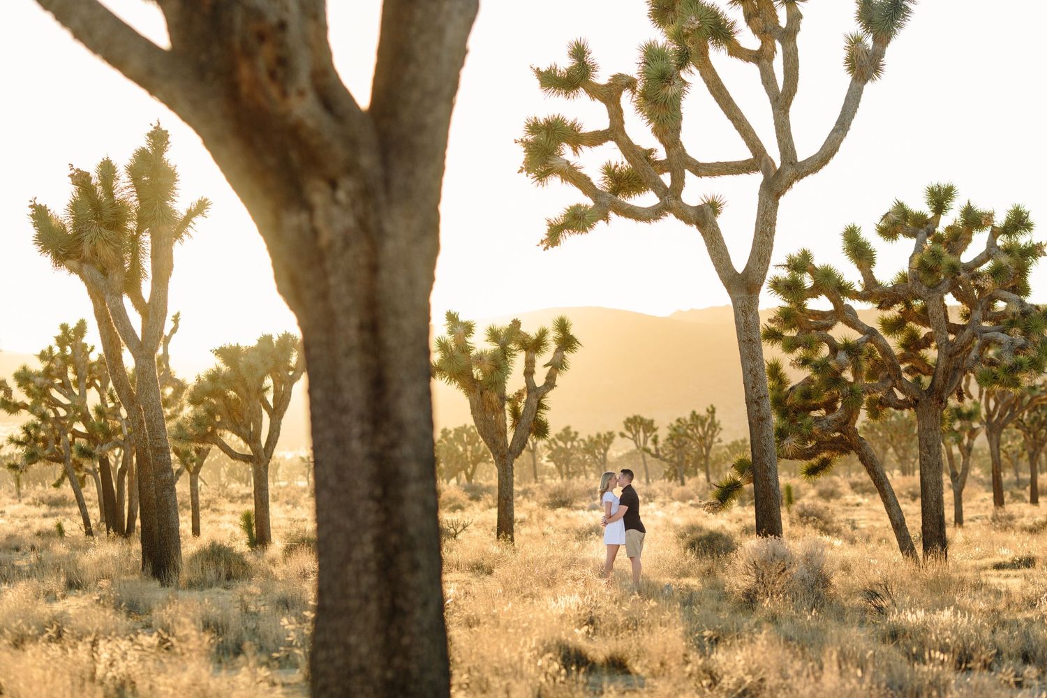 couple kissing at sunset amongst joshua tree