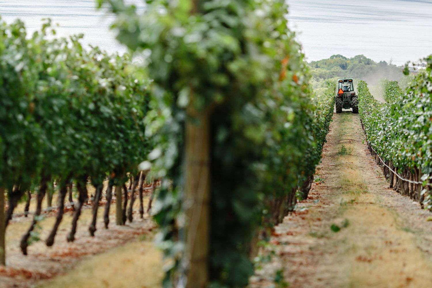 harvest at quails' gate winery