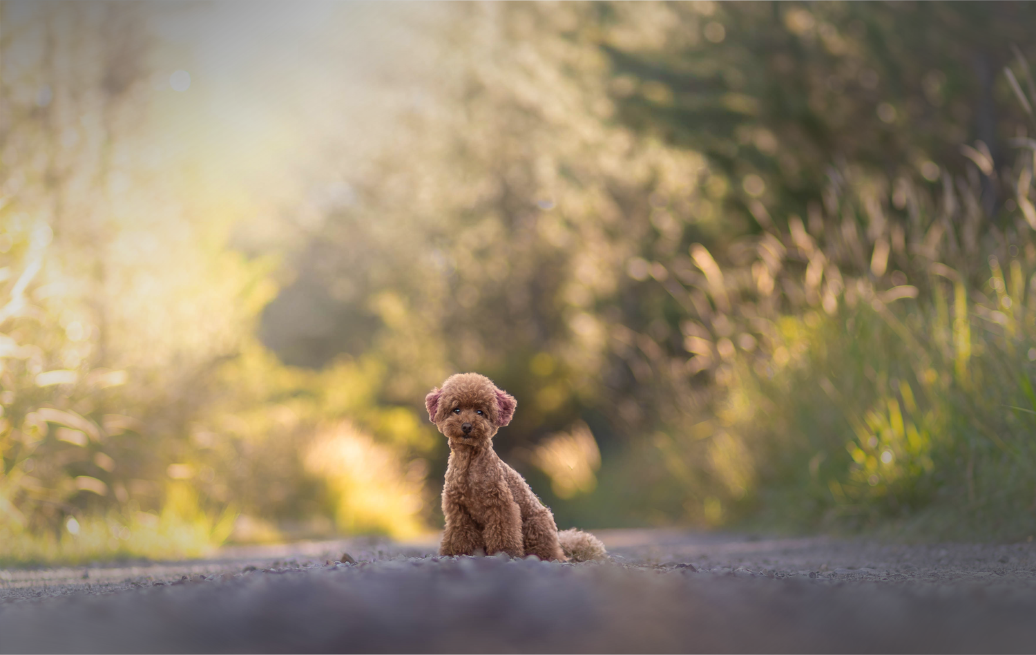 A brown grizzly bear walking through a misty forest at sunrise with golden light filtering through the trees.