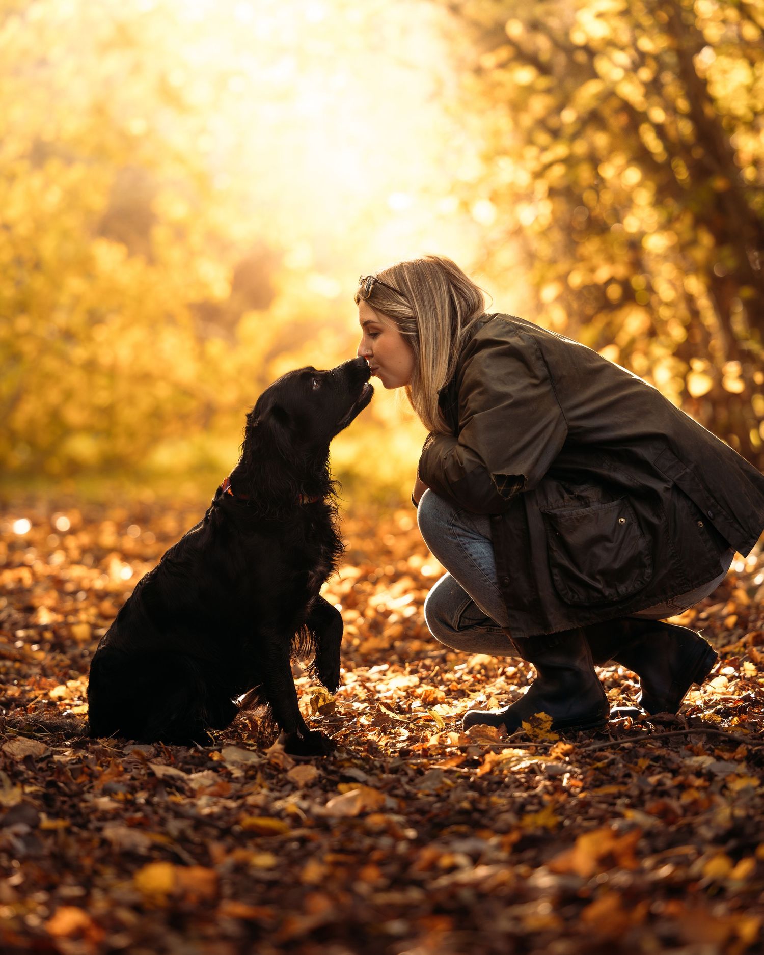 Black dog lying in golden autumn leaves during sunset photoshoot.