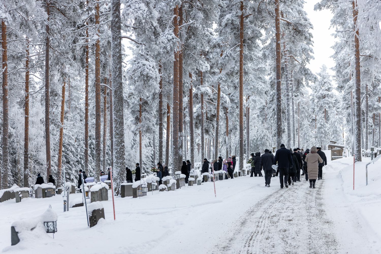 A panoramic view of a snow-covered forest with tall pine trees creating a serene winter landscape.