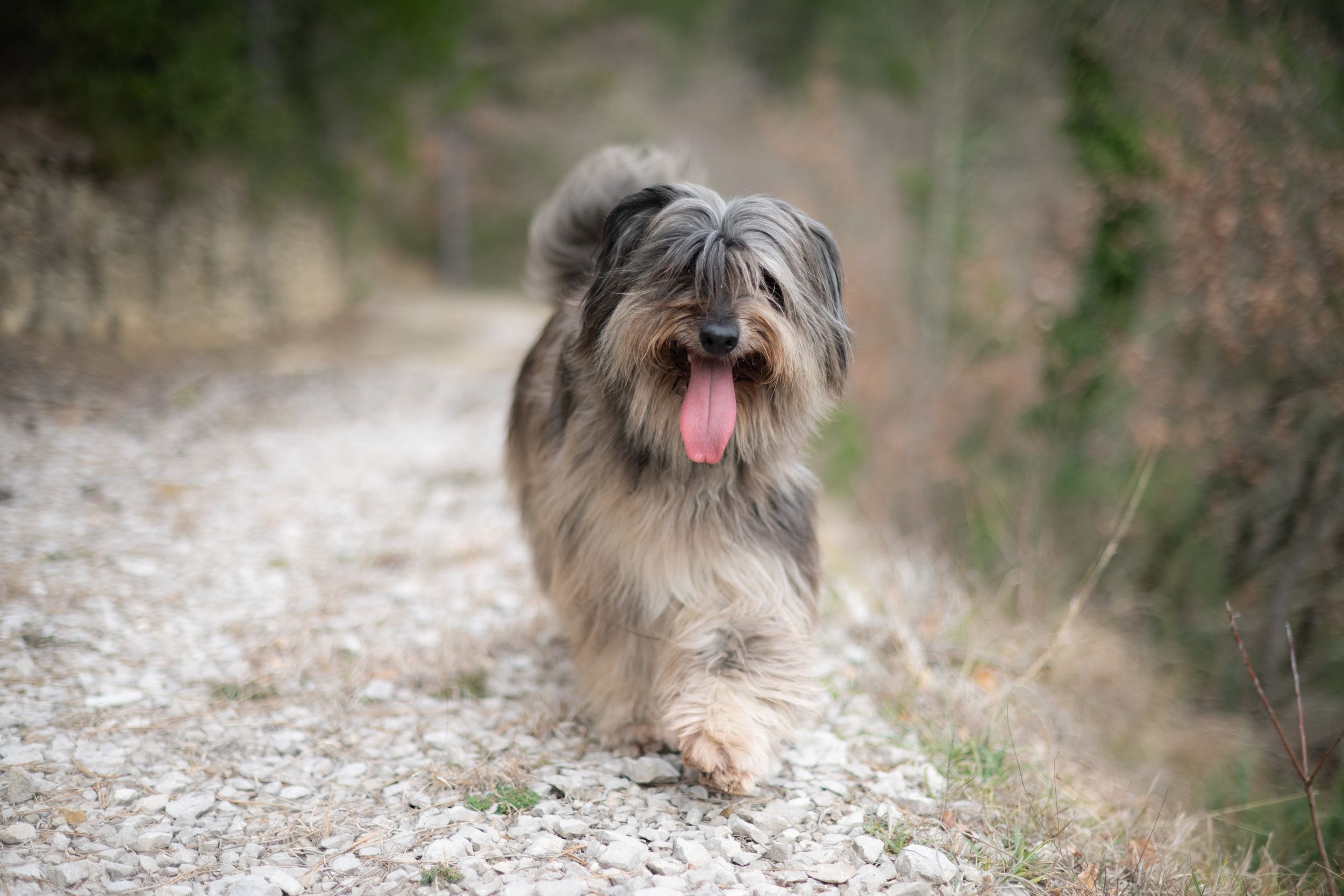 natural portrait of a dog