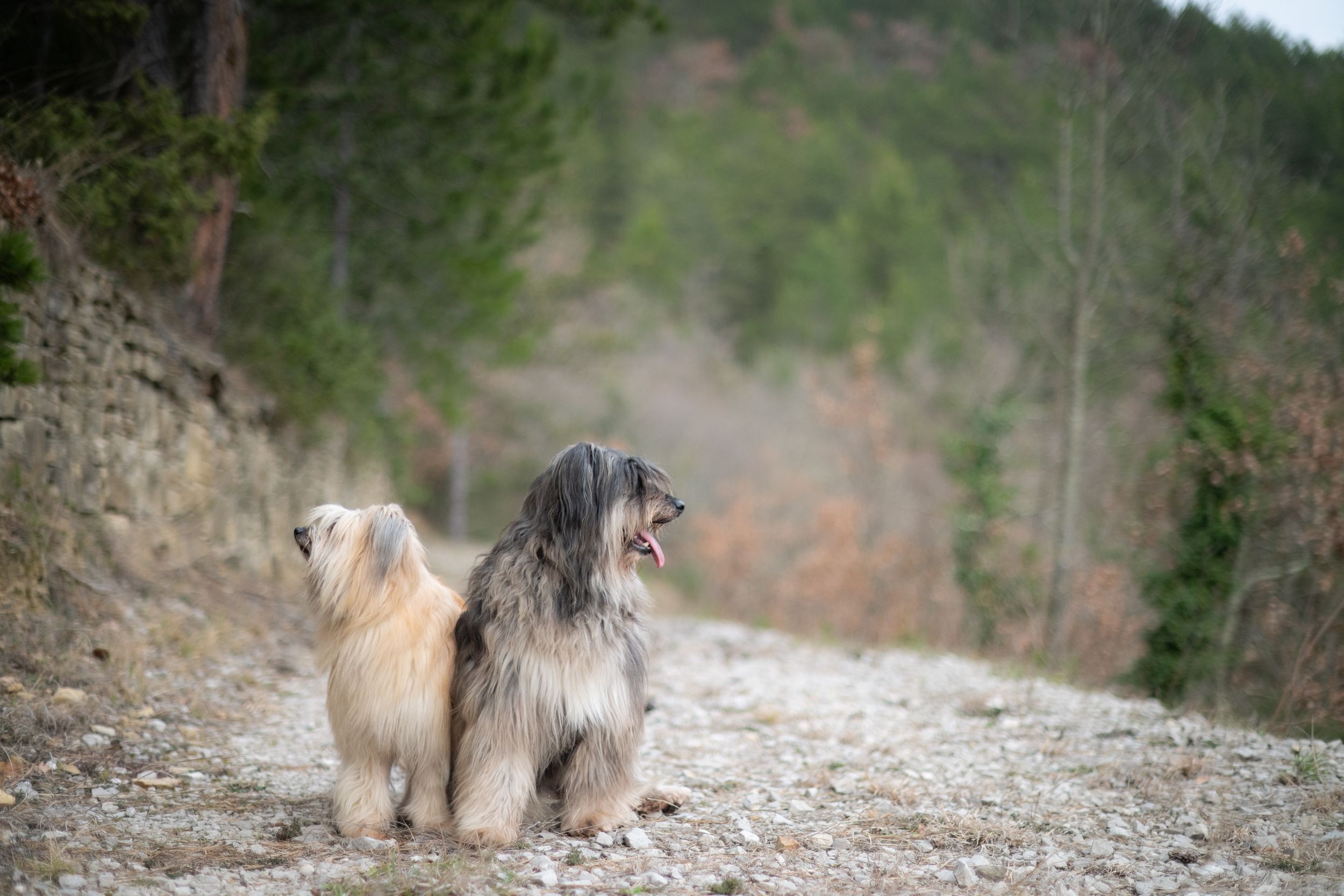 dogs portrait in natural light