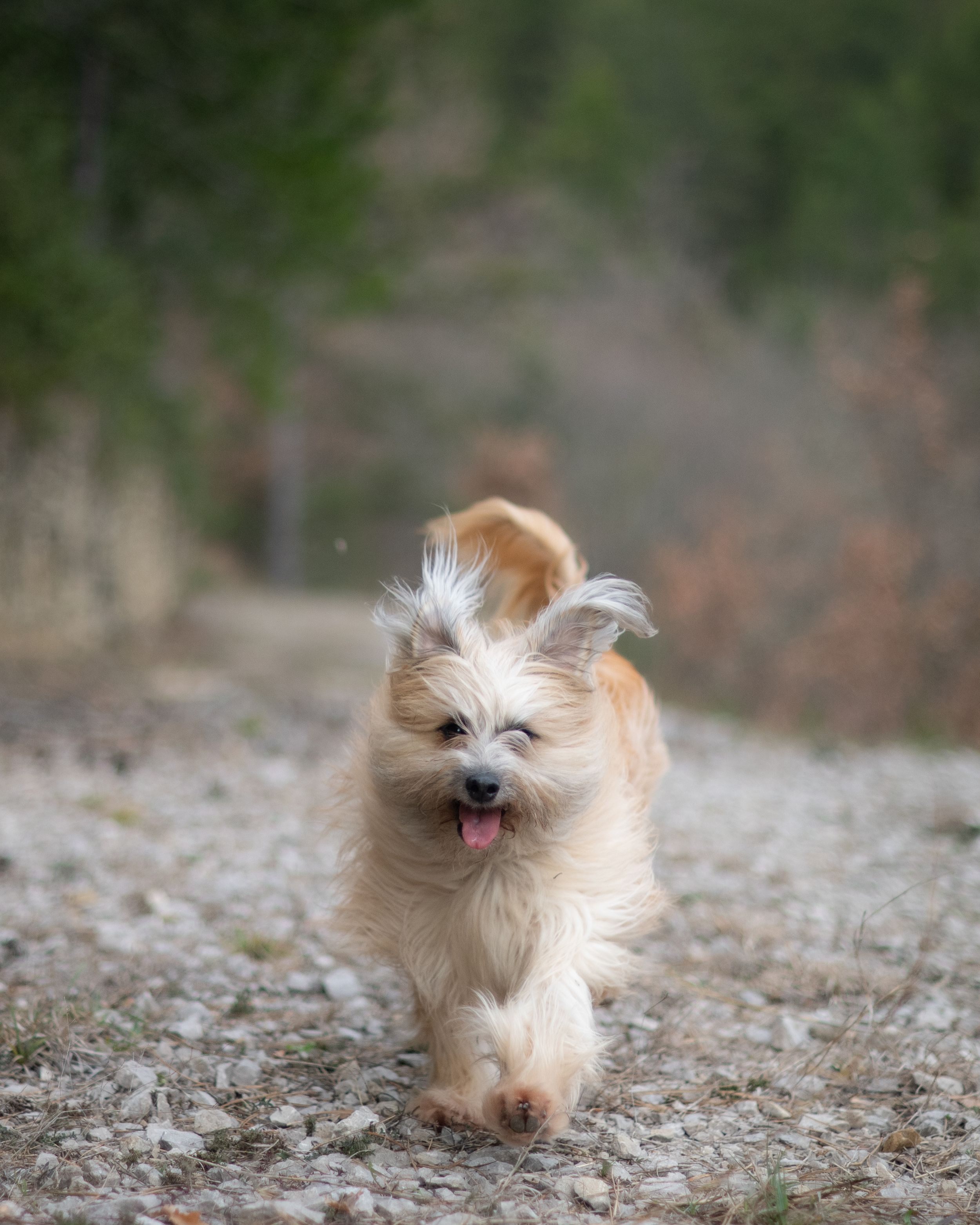 dog portrait in natural light