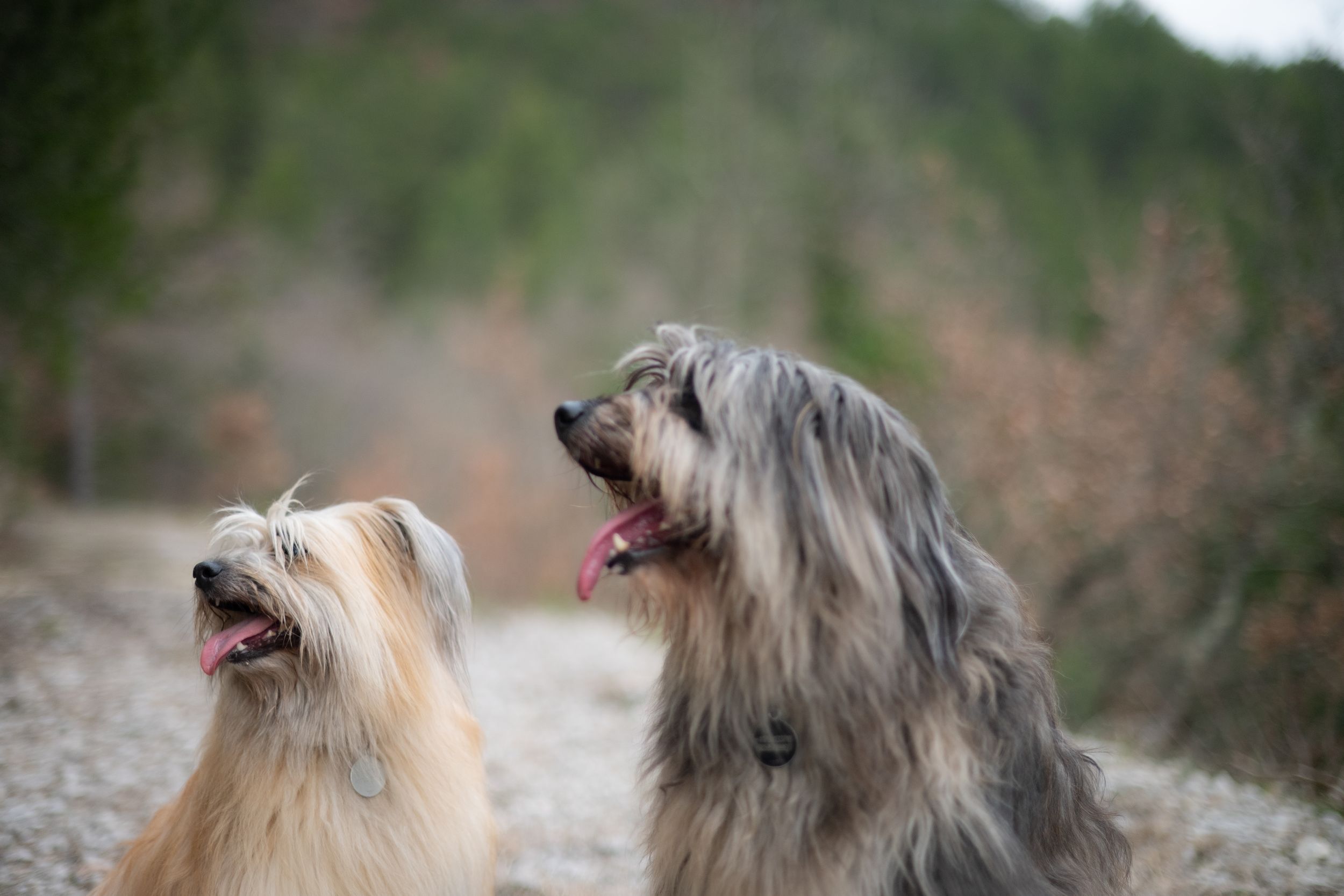 dogs portrait in natural light