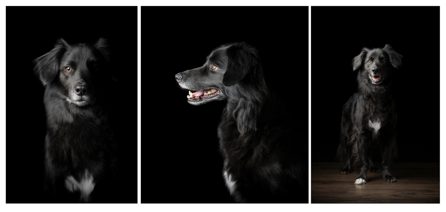 Professional pet photography series showing dogs in black shadow and black & white styles against studio backgrounds.