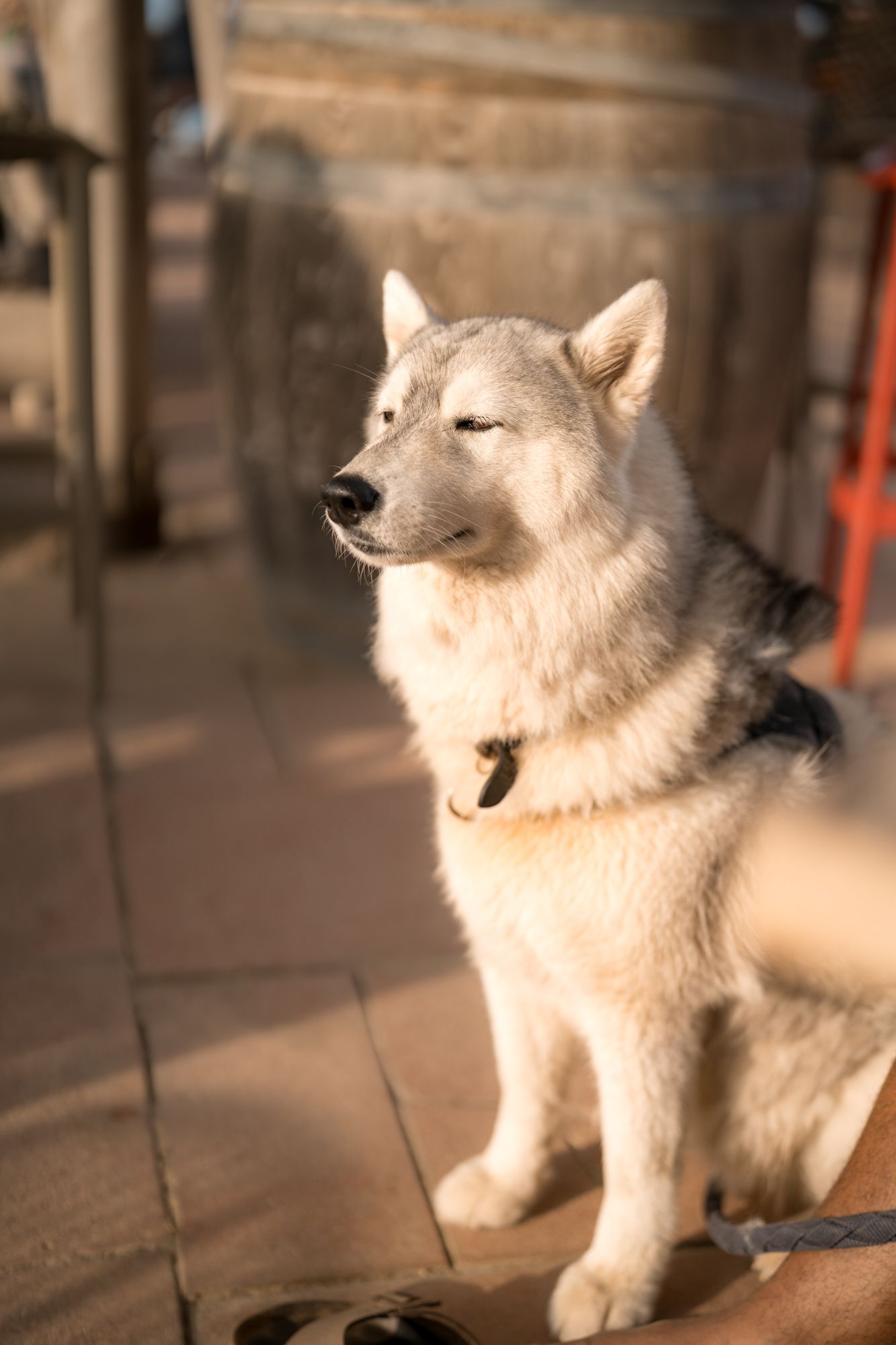 husky au coucher du soleil à saint-florent en corse