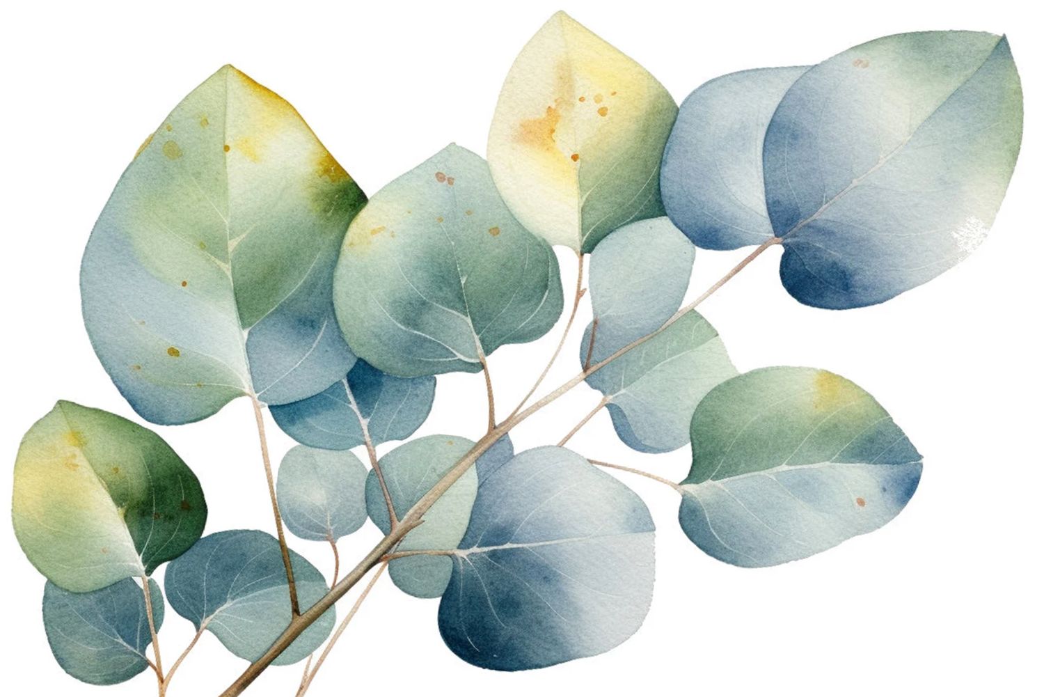 eucalyptus 3