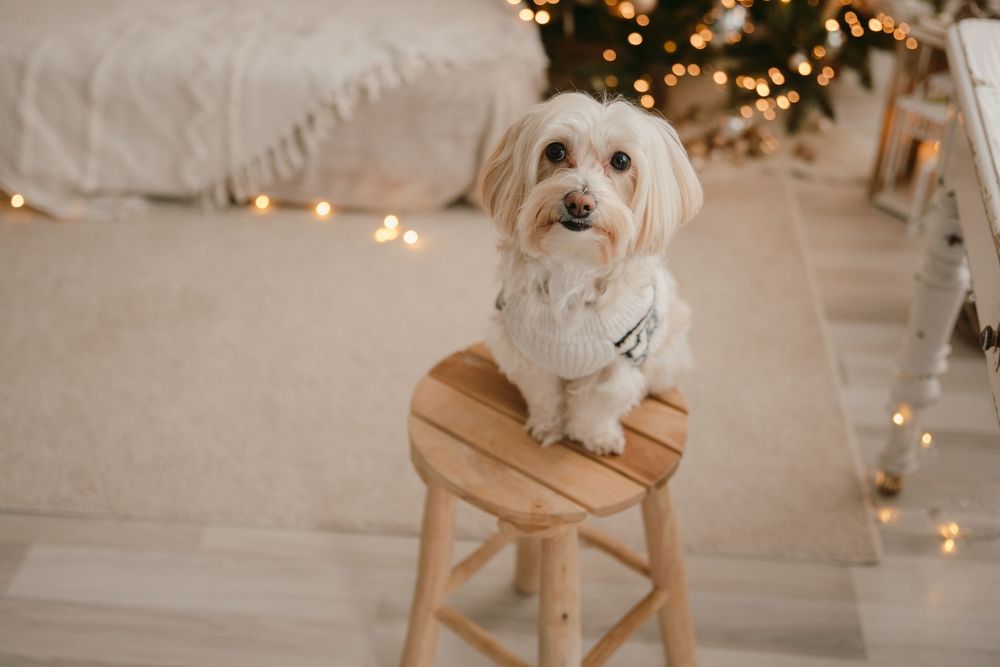 https://www.instagram.com/littlelife.uno/