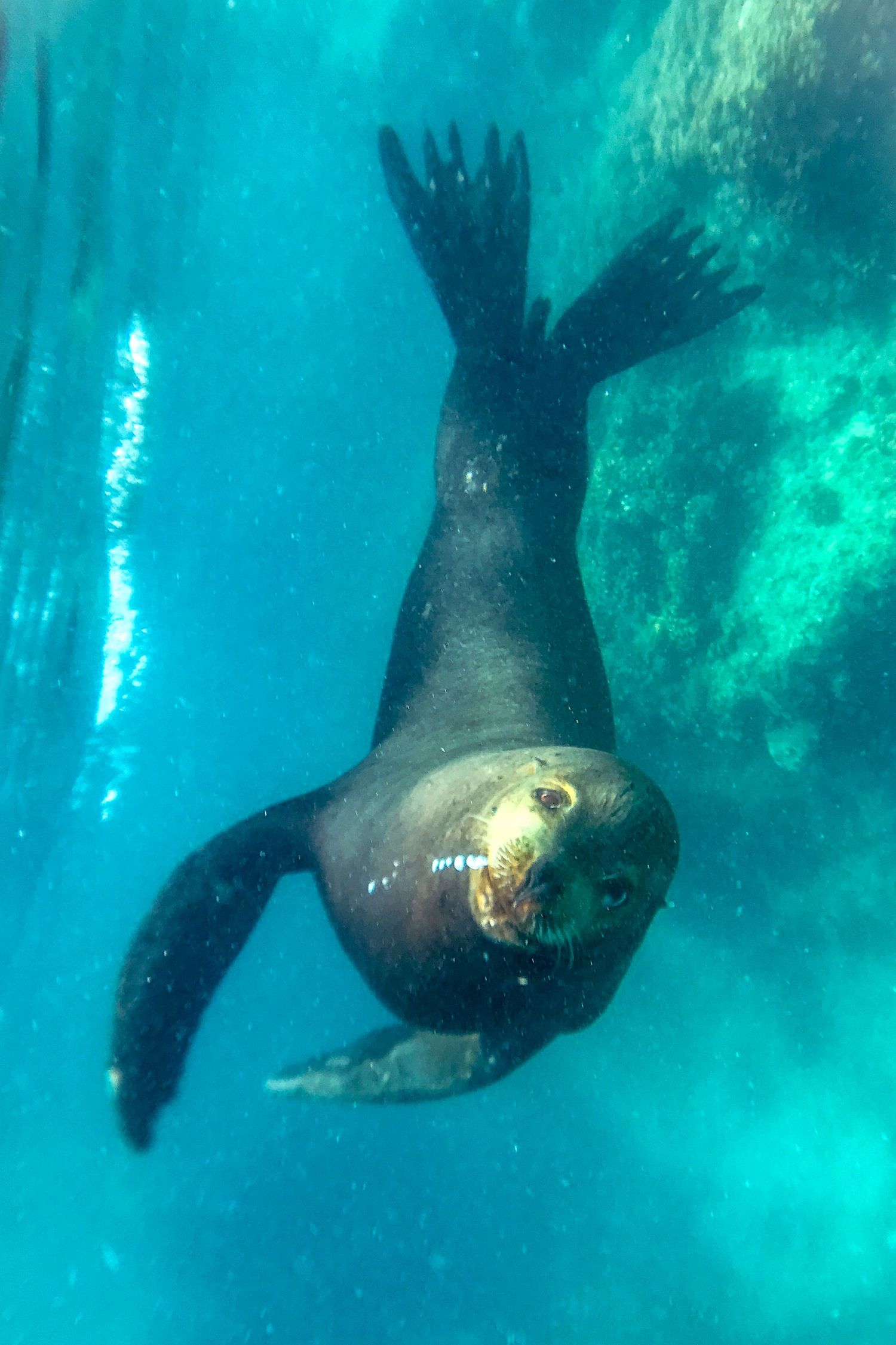 Underwater photography of a sea lion swimming downward through clear, turquoise ocean water in La Paz, Mexico.