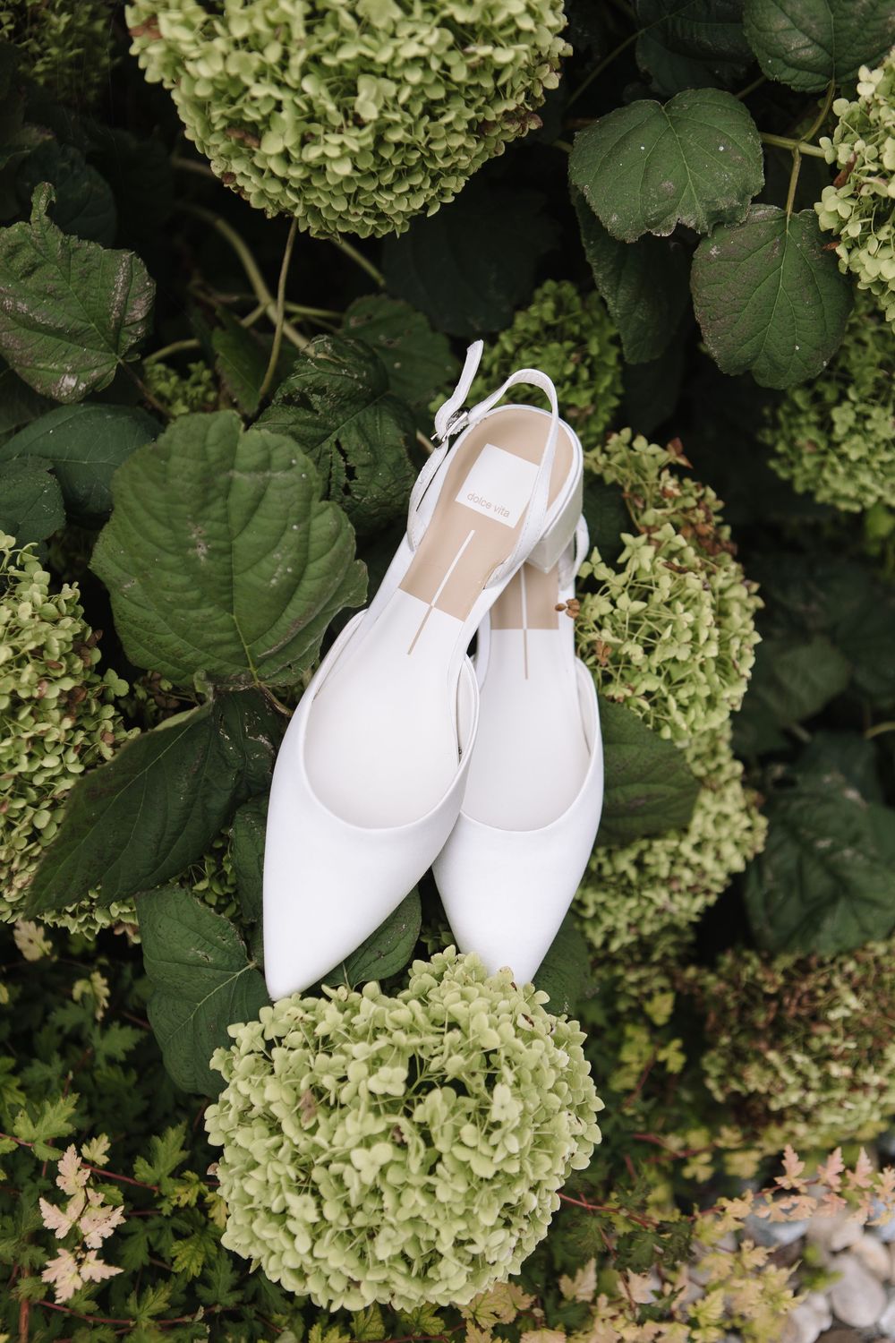 White pointed mules rest elegantly among lush green hydrangea blooms in a garden setting.