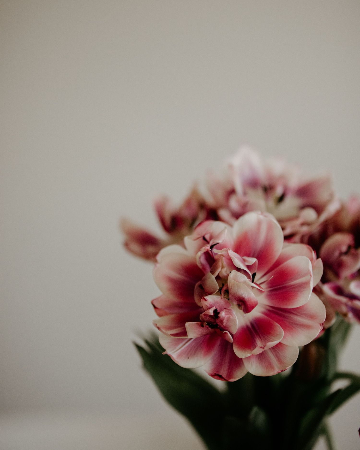 Pink and white carnation flowers shown in progressive stages of blooming against a light neutral background.