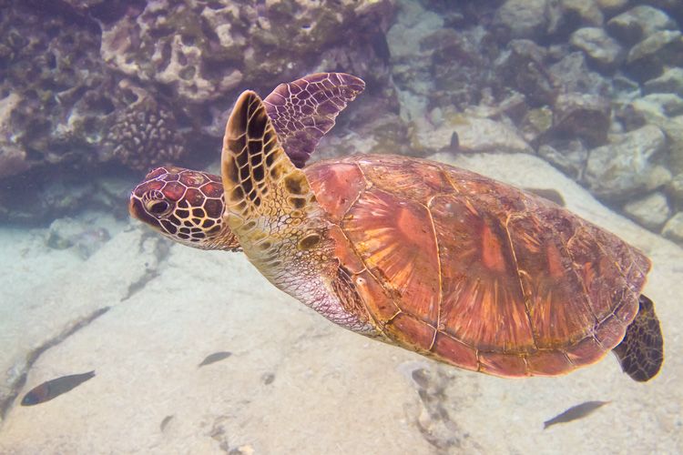 Hawaiian Green Sea Turtle Swimming in Big Island, Hawaii