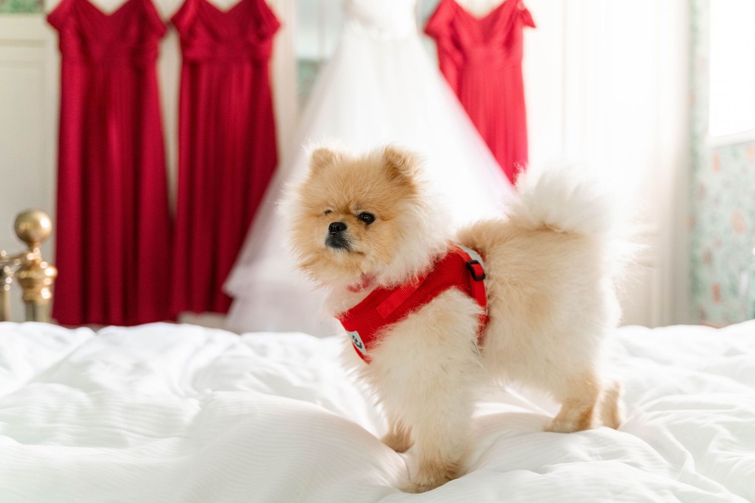 Zara Davis Photography Dogs at Weddings Cotswolds Gloucestershire Cheltenham Somerset