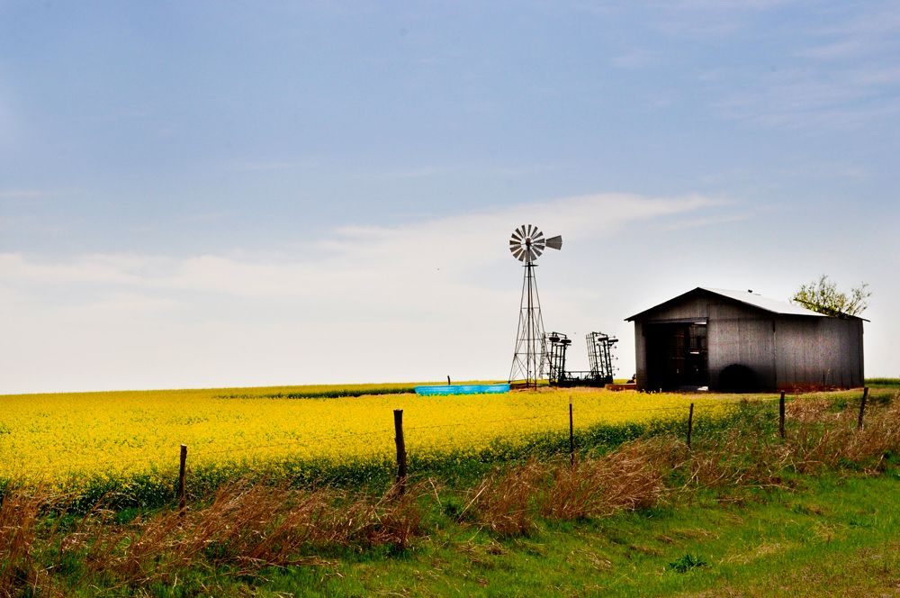Farm land with large amounts of yellow blooms, a windmill and metal barn on the left side.