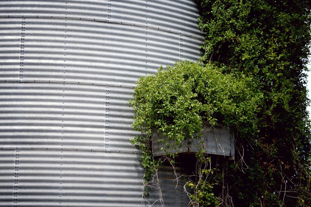 Metal silo with greenery growing up the side