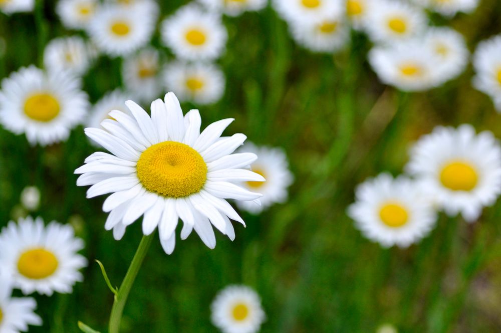 Field of white daisy flowers with one flower closer to the camera