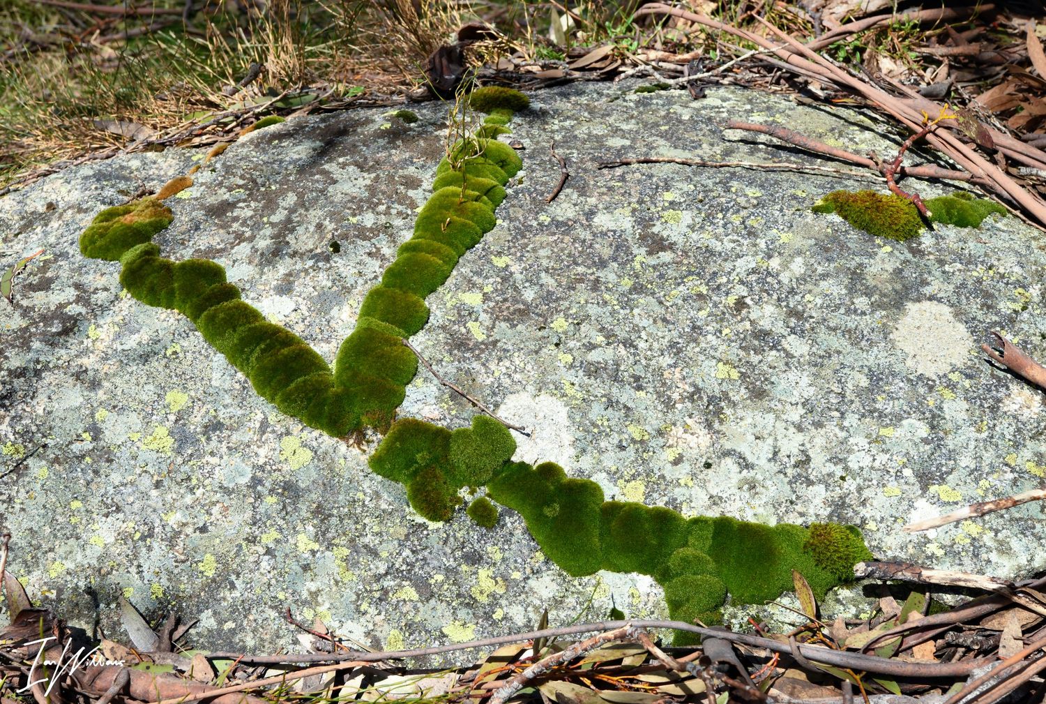 Moss pattern, Snowy Mountains