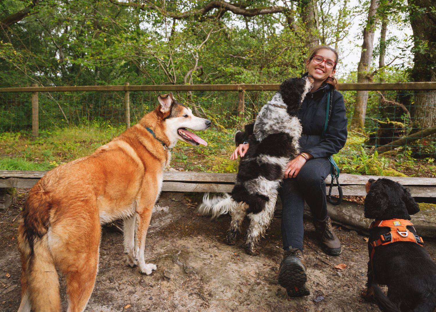 dog-training-hounds-portrait-1