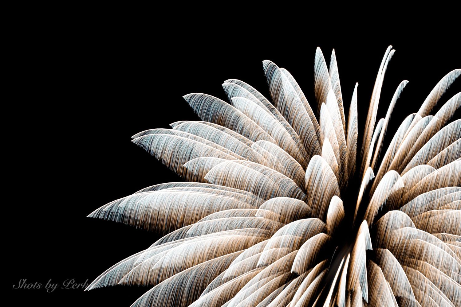 Close-up of white firework burst against black sky showing delicate feather-like trails.