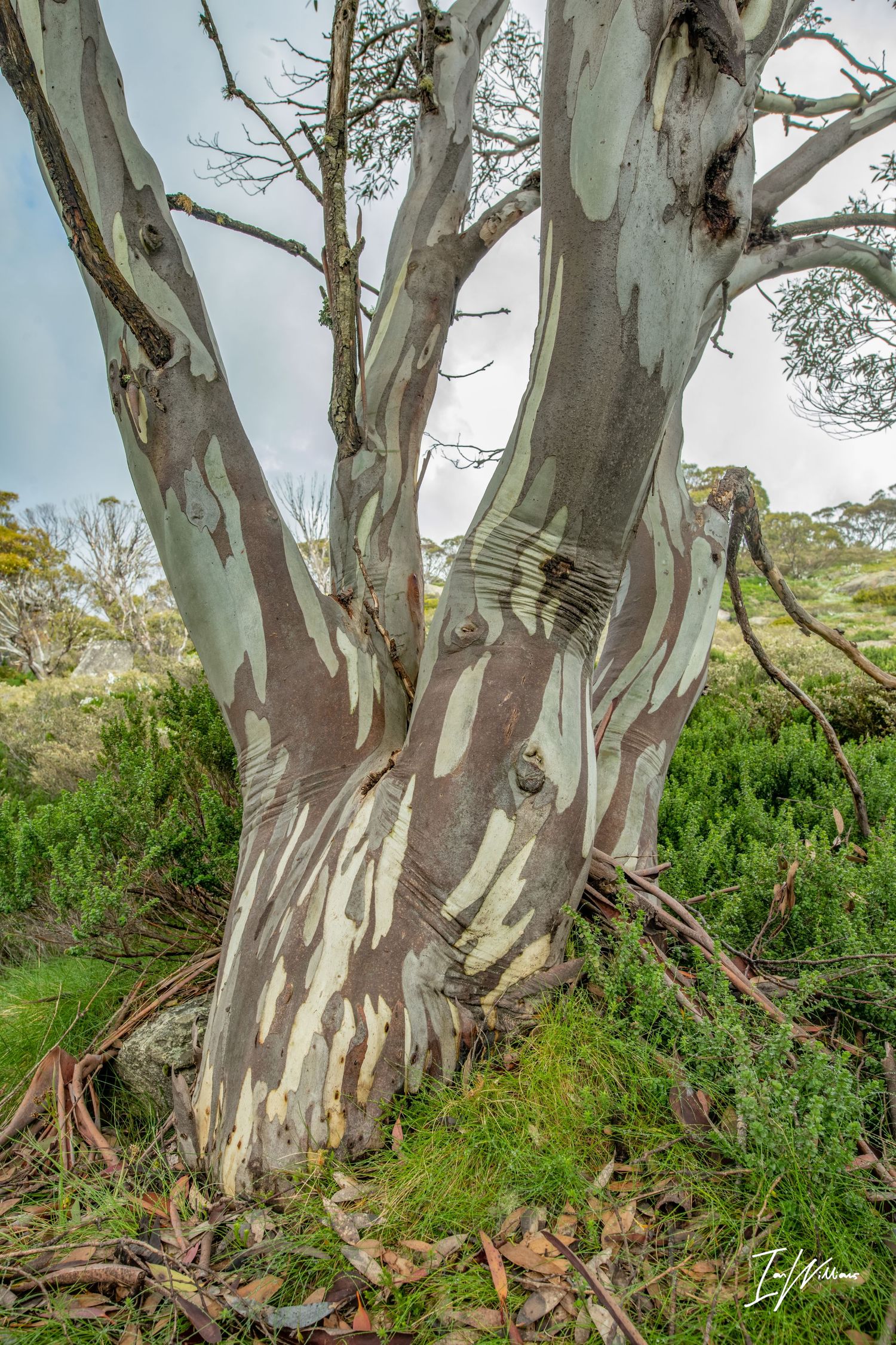 Ancient Snow gum