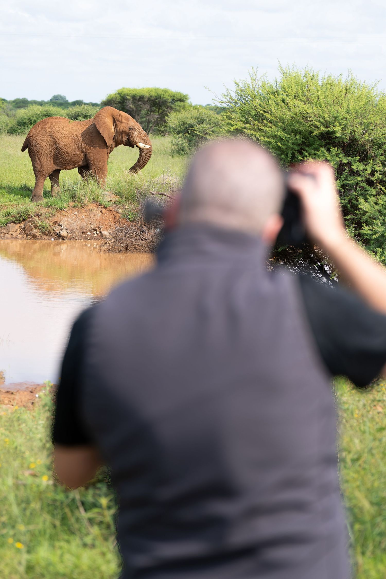 A telephoto lens capturing wild elephants in their natural habitat through a photographer's perspective.