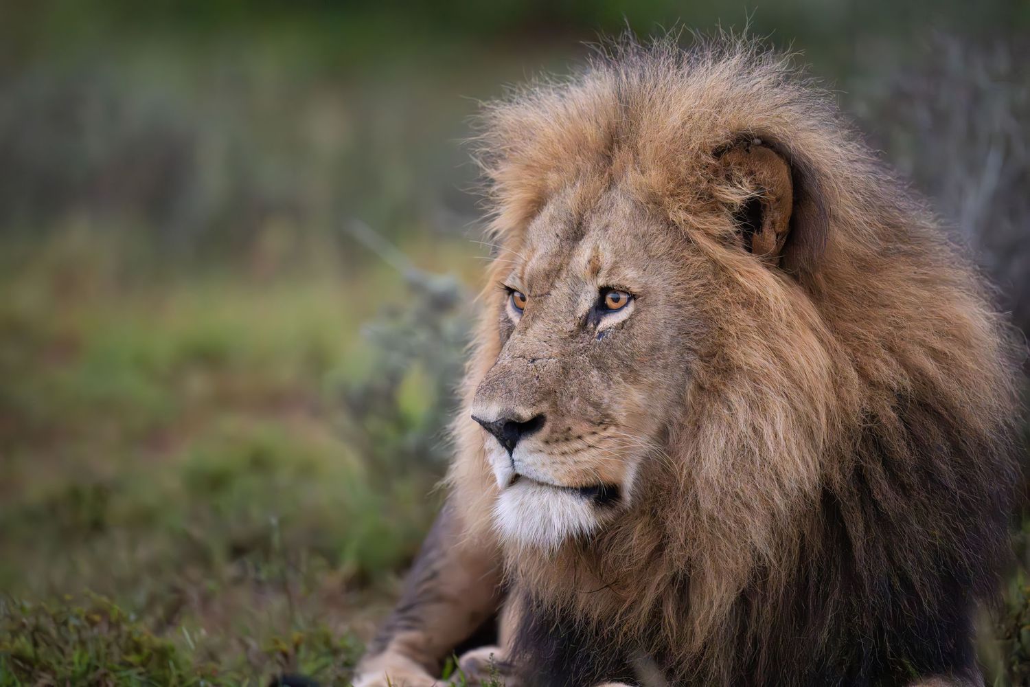 Close-up profile shots of a male lion's face showing different expressions.