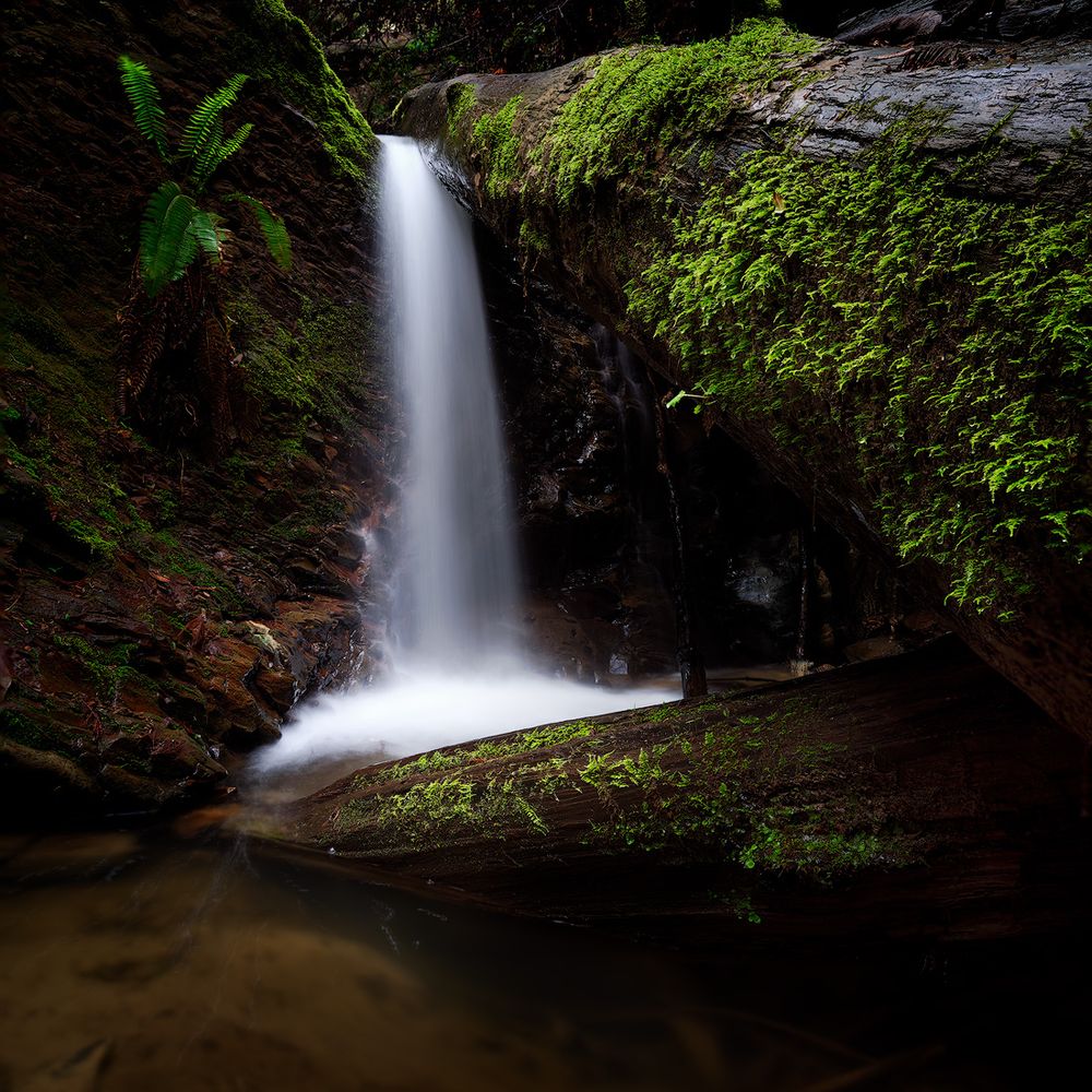 Photo of waterfall in the Redwood Forest in Portola Valley State Park in California