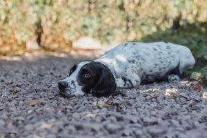 pet-photoshoot