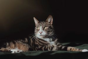 pet-photoshoot