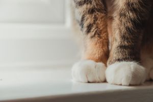 pet-photoshoot