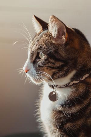 pet-photoshoot