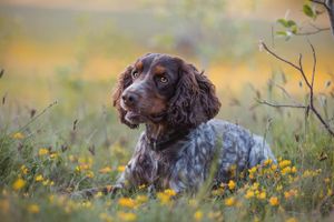 pet-photoshoot