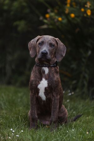 pet-photoshoot