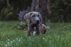 pet-photoshoot