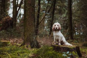 pet-photoshoot