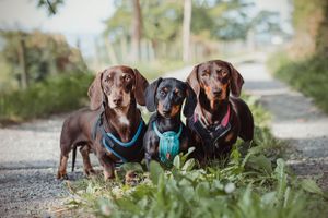pet-photoshoot