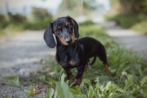 pet-photoshoot
