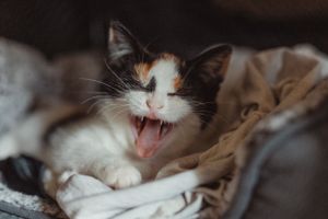 pet-photoshoot