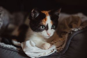 pet-photoshoot