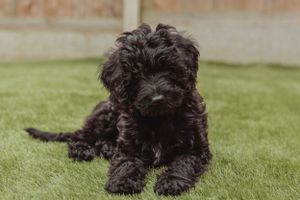 pet-photoshoot
