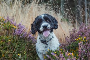 pet-photoshoot